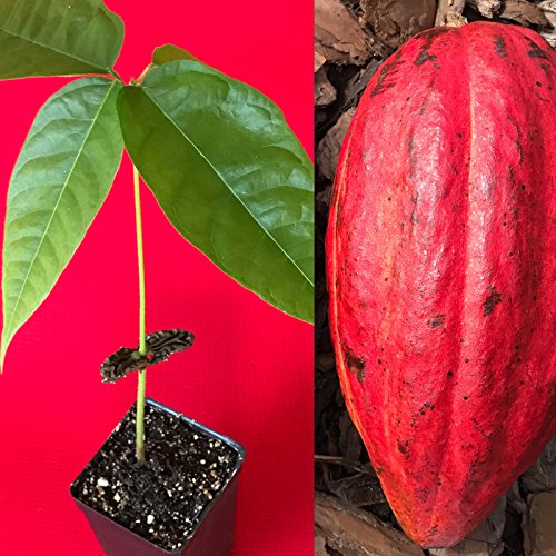 SANHOC Samen-Paket: Red Theobroma Cacao Kakao Chocolatefruit Seed Seed Seed 10-13" von SANHOC