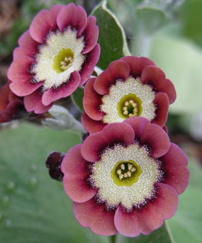 SANHOC Samen Paket: Rot/Rosa Garten oder Aurikel: Hybrid Primula/Primrose von SANHOC