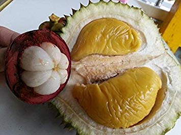 SANHOC Samen Paket: Seltene Frucht 1 Durian und 2 Mangostan Samen für Samen König und die Königin von Obst D378 von SANHOC