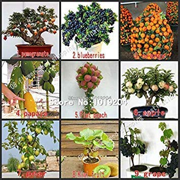Samen-Paket: egranate 8 Seeds: Bonsia Samen Pfirsich, Kiwi, egranate, s, Birne, Beeren, Papaya, orange von SANHOC