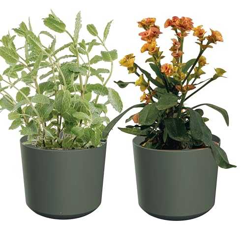 Zero Home - Blumentöpfe I 2 Stück Blumenübertopf Set I Übertopf 20 cm I Aus Haltbarem Material I Robust und Leicht I Hergestellt in EU I Simple Design I GRÜN Matte - ⌀ 18 cm von SANITEASY