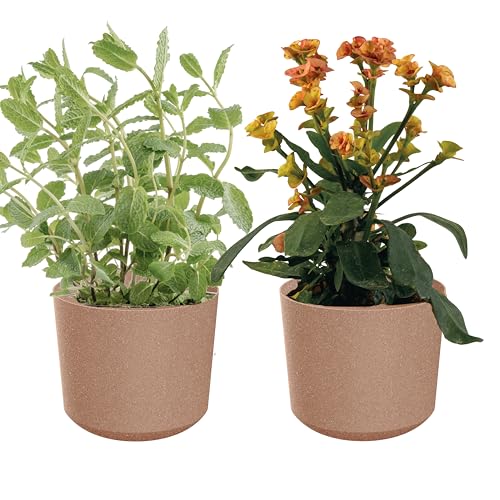 Zero Home - Blumentöpfe I 2 Stück Blumenübertopf Set I Übertopf 20 cm I Aus Haltbarem Material I Robust und Leicht I Hergestellt in EU I Simple Design I Natur ECO - ⌀ 18 cm Zero Home - Blumentöpfe I 2 Stück Blumenübertopf Set I Übertopf 20 cm I Aus Haltbarem Material I Robust und Leicht I Hergestellt in EU I Simple Design I Natur ECO - ⌀ 18 cm von SANITEASY
