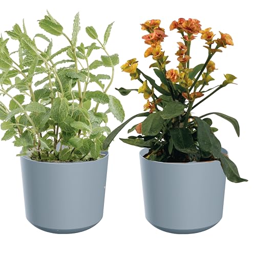 Zero Home - Blumentöpfe I 2 Stück Blumenübertopf Set I Übertopf 20 cm I Aus Haltbarem Material I Robust und Leicht I Hergestellt in EU I Simple Design I LICHTGRAU Matte - ⌀ 18 cm von SANITEASY