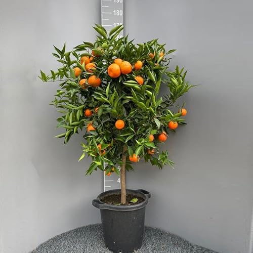 SAVINI VIVAI Clementinenpflanze, gewöhnlicher Clementinen-Zitrusbaum im 35 cm Topf, Höhe 150–180 cm, 6–7 Jahre Veredelung, hergestellt in Italien von SAVINI VIVAI L'ARTE DI FARE NATURA
