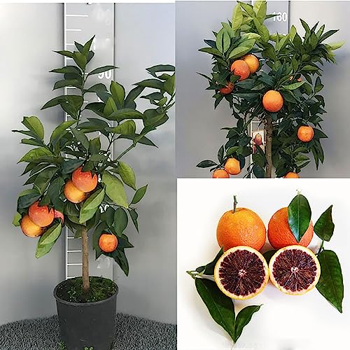 SAVINI VIVAI Orangenpflanze, dunkeloranger Zitrusbaum im 20 cm Topf, Höhe 70 cm, 2-3 Jahre Veredelung, hergestellt in Italien von SAVINI VIVAI L'ARTE DI FARE NATURA