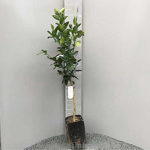 SAVINI VIVAI Orangenpflanze Orangen-Zitrusbaum Navellina in Fitocella Höhe 100-120 cm 1 Jahr Veredelung Hergestellt in Italien von SAVINI VIVAI L'ARTE DI FARE NATURA