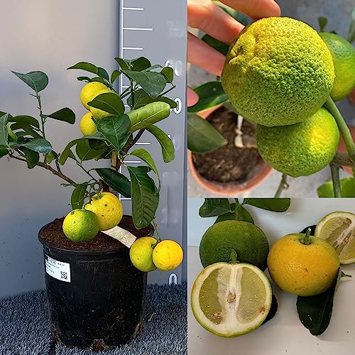 SAVINI VIVAI Zedernpflanze Citrus Pompia, Zitrusbaum im 20 cm Topf, Höhe 70 cm, 2-3 Jahre Veredelung, hergestellt in Italien von SAVINI VIVAI L'ARTE DI FARE NATURA