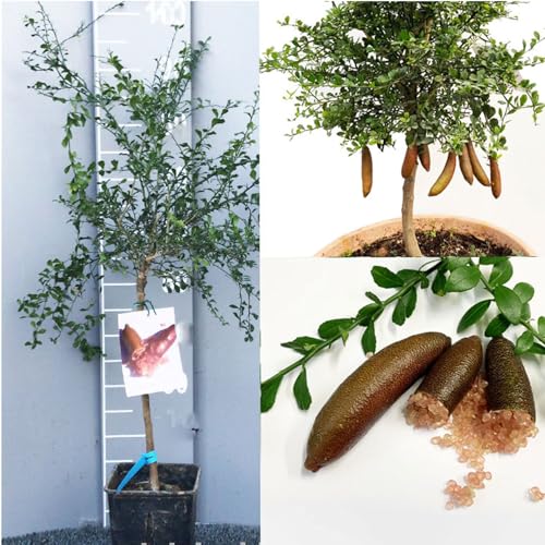 SAVINI VIVAI Zitronenpflanze, Kaviar, rosa Eiszitrusbaum, Fingerlimette, Zitronensetzling im Topf, 35 cm, Höhe 120–140 cm, 4 Jahre Veredelung von SAVINI VIVAI L'ARTE DI FARE NATURA
