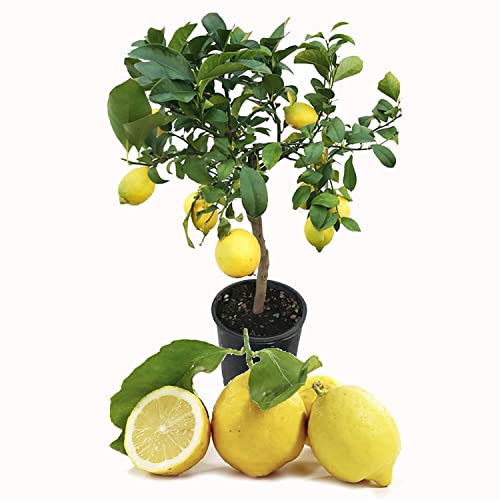 SAVINI VIVAI Zitronenpflanze, Zitrusbaum, ovale Sorrento-Zitrone, im 20 cm Topf, Höhe 70 cm, 2-3 Jahre Veredelung, hergestellt in Italien SAVINI VIVAI Zitronenpflanze, Zitrusbaum, ovale Sorrento-Zitrone, im 20 cm Topf, Höhe 70 cm, 2-3 Jahre Veredelung, hergestellt in Italien von SAVINI VIVAI L'ARTE DI FARE NATURA