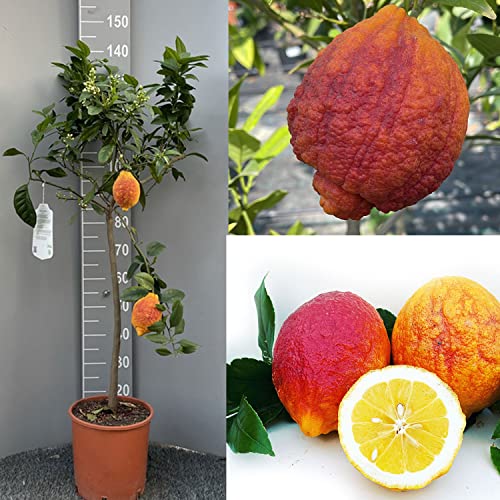 SAVINI VIVAI Zitronenpflanze, Zitrusbaum, rote Schale, Zitrone im 24 cm Topf, Höhe 90–110 cm, 3–4 Jahre Veredelung, hergestellt in Italien von SAVINI VIVAI L'ARTE DI FARE NATURA