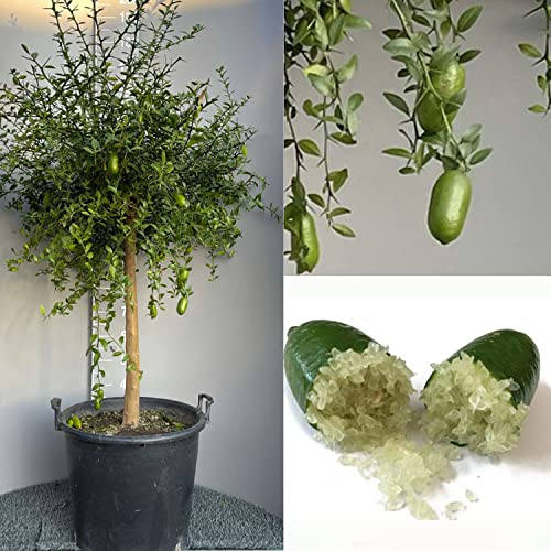 SAVINI VIVAI Zitronenpflanze, grüner Kaviar, Faustrime, Zitrusbaum, Fingerlimette, Zitronensetzling im Topf, 35 cm, Höhe 120–140 cm, 4 Jahre Veredelung, hergestellt in Italien von SAVINI VIVAI L'ARTE DI FARE NATURA