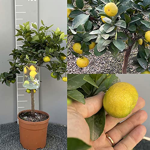 SAVINI VIVAI Zitruspflanze, süße Limette aus Rom oder Pursha, im 20 cm Topf, Höhe 70 cm, 2-3 Jahre Veredelung, hergestellt in Italien von SAVINI VIVAI L'ARTE DI FARE NATURA