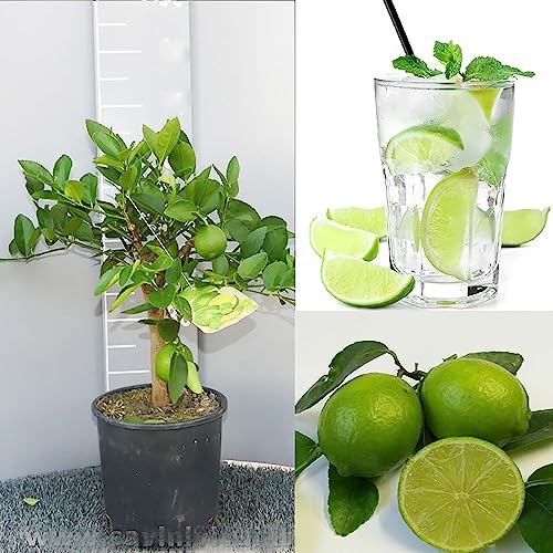 SAVINI VIVAI Zitruspflanze Tahiti-Limette im 20 cm Topf, Höhe 70 cm, 2-3 Jahre Veredelung, hergestellt in Italien von SAVINI VIVAI L'ARTE DI FARE NATURA
