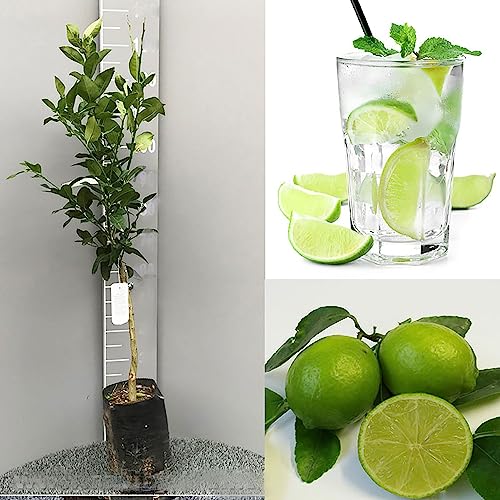 SAVINI VIVAI Zitruspflanze Tahiti-Limette in Phytozelle, Höhe 100–120 cm, 1 Jahr veredelt, hergestellt in Italien von SAVINI VIVAI L'ARTE DI FARE NATURA