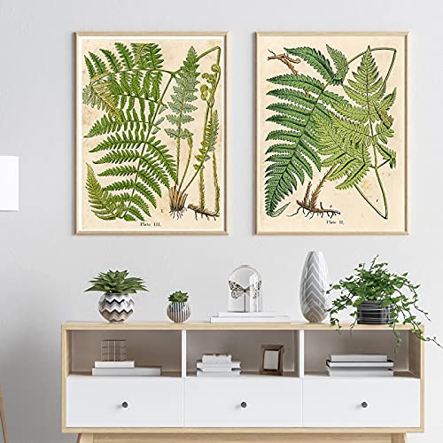 SDVIB Vintage Farn Botanical Prints Plants Prints Painting Posters French Plant Illustrations Wall Art Prints Pictures For Living Room19.6”x 27.5”(50x70cm) x2 No frame von SDVIB