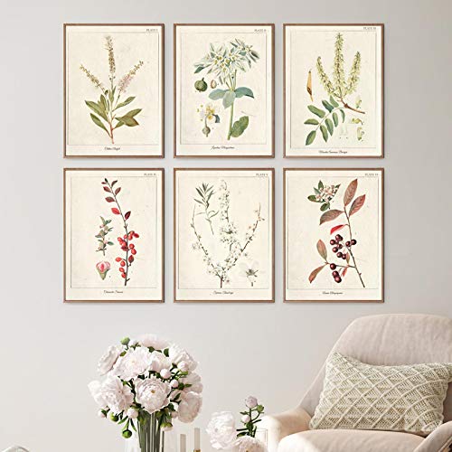 Vintage Botanical Herb Posters and Prints Greenery Plants illustration Wall Art Canvas Painting Pictures Living Room Decor15.7”x 19.6”(40x50cm)x6 No frame von SDVIB