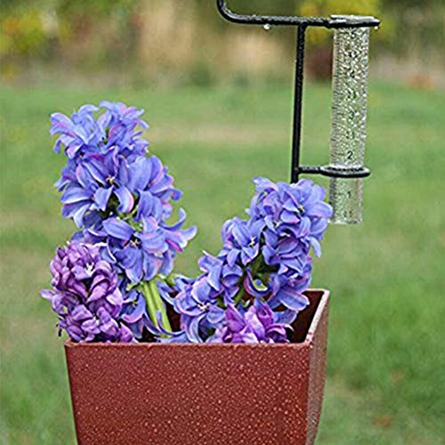 SEAFRONT 5 -Zoll -Kapazität Regenmesser Glas Regenmesser Ersatzrohr Außenniederschlagsmesswerkzeug für Gartenhof Funktionale Regenmessgerät 2pcs Regenmessgeräte Glasröhrchen (Sortierte Farbe) von SEAFRONT