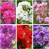 1000 Bulk Crepe Myrtle Gemischte Farben Lagerstroemia Indica Mix Baum Strauch Blumensamen - Rot, Lila, Hellrosa, Dunkelrosa, Weiß & Flieder von SEEDVILLEUSA