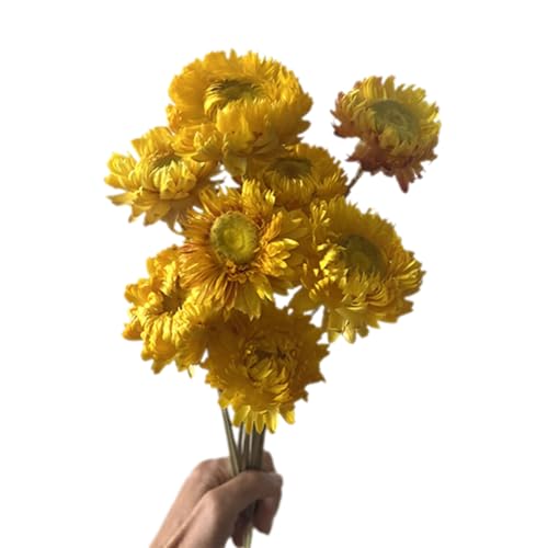 10pcs Natürliche Getrocknete 23 6 Zoll Getrocknete Für Vase Arrangement Hochzeit Dekoration Party Tisch Mittelstücke Getrocknete Strohblume von SELiLe