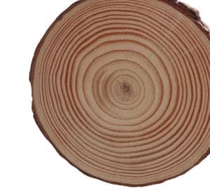 SENJEOK 25 Stück 13–14 cm natürliche Holzscheiben, Baumrinde, unlackierte Holzuntersetzer, Holzkreise für Veranstaltungsdekorationen, Bastelarbeiten, rustikale Hochzeitsdekoration SENJEOK 25 Stück 13–14 cm natürliche Holzscheiben, Baumrinde, unlackierte Holzuntersetzer, Holzkreise für Veranstaltungsdekorationen, Bastelarbeiten, rustikale Hochzeitsdekoration von SENJEOK