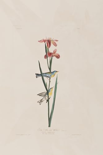 SERENDIPITP Abstrakte Leinwand Kunst Landschaft Wandkunst Dekoratives Wandgemälde Illustration Von Birds of America Von John Audubon Ölgemälde Kunstdrucke für Heimdekoration 60x90cm von SERENDIPITP