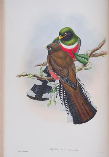 SERENDIPITP Abstrakte Leinwand Kunst Landschaft Wandkunst Dekoratives Wandgemälde Tiervogel Trogon Mexicanus teller aus den vögeln Großbritanniens von john gould für Heimdekoration 60x90cm von SERENDIPITP