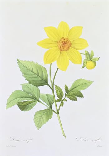 SERENDIPITP Bekannt Leinwand Malerei Poster Bilder Druck Wandgemälde Dalea Simplex von Pierre Redouté Wandkunst Poster für Wohnzimmer-Dekor 60x90cm von SERENDIPITP