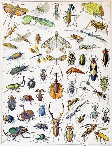 SERENDIPITP Bekannt Leinwand Malerei Poster Bilder Druck Wandgemälde Illustration von Insekten von Adolphe Millot Wandkunst Poster für Wohnzimmer-Dekor 60x90cm SERENDIPITP Bekannt Leinwand Malerei Poster Bilder Druck Wandgemälde Illustration von Insekten von Adolphe Millot Wandkunst Poster für Wohnzimmer-Dekor 60x90cm von SERENDIPITP