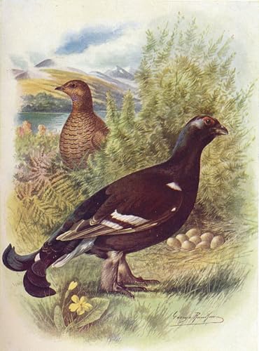 SERENDIPITP Kunstdruck Leinwand Bilder Druck Wandgemälde Kunst Gemälde Birkhahn oder Birkhuhn von George Rankin Leinwand Wandkunst Poster für Wanddekoration 60x90cm von SERENDIPITP