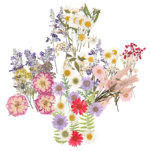 SEWACC Natürliche Gepresste Trockenblumen DIY Bastelmaterialien für Schmuck Kerzen Dekoration Handgemachte Kunstprojekte Geeignet für Scrapbooking und Kreative Geschenkideen von SEWACC