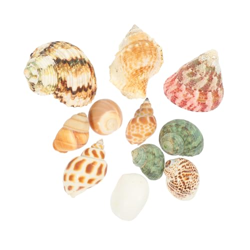 SEWOART Einsiedlerkrebsmuscheln Natürliche Aquariumdekor Krebsmuschelornament Meeresschneckenhaus Heimdekor Schreibtischdeko von SEWOART