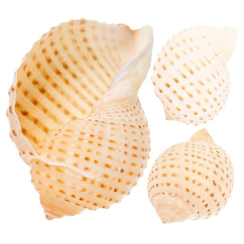 SEWOART 3 Stück Natürliche Conch Muscheln für Aquarien Dekoration Kreative DIY Muschelverzierungen für Heimdekoration und Kunstprojekte von SEWOART