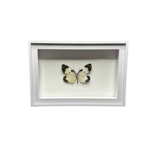 Schmetterling Probe Schatten Display Box Desktop Geburtstag Geschenk Insekten Sammlung Für Trockenblumen, Basteln, Fotos(Style 1 White Frame) von SHBHWS