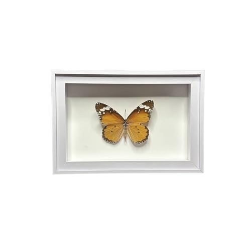 Schmetterling Probe Schatten Display Box Desktop Geburtstag Geschenk Insekten Sammlung Für Trockenblumen, Basteln, Fotos(Style 6 White Frame) von SHBHWS