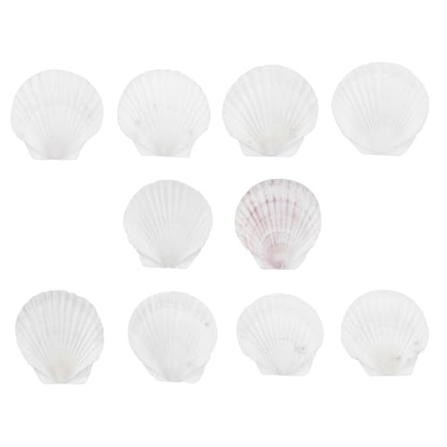 SHINEOFI 10 Stück Teiliges Natürliche Jakobsmuscheln Große Muscheln Basteln Deko Strand Meer DIY Handwerk Meerjungfrau Kostüm Kerzenhalter SHINEOFI 10 Stück Teiliges Natürliche Jakobsmuscheln Große Muscheln Basteln Deko Strand Meer DIY Handwerk Meerjungfrau Kostüm Kerzenhalter von SHINEOFI