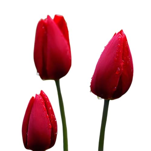 150pcs Tulpensamen, natürliche hohe Keimung farbenfrohe Tulpenblütensamen, Innengarten im Freien im Freien Garten im Innenhof Dekorative Bloom Pflanzkern Rot von SHINROAD