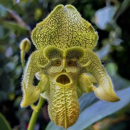 Affengesicht Iris Samen, seltene Sortenblumensamen, kalte resistente auffällige Blumenhart -Iris -Samen für Gartenbalkon Pflanzung D 1500 Stk von SHINROAD