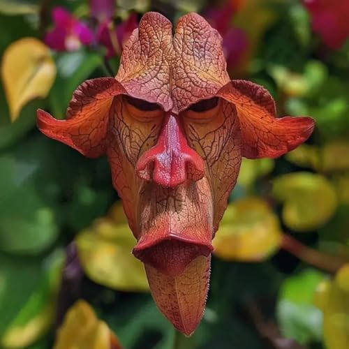 Affengesicht Iris Samen, seltene Sortenblumensamen, kalte resistente auffällige Blumenhart -Iris -Samen für Gartenbalkon Pflanzung J 1500 Stk von SHINROAD
