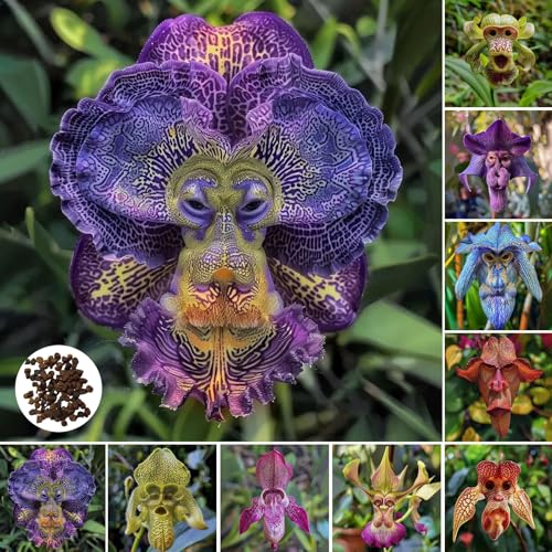 Affengesicht Iris Samen, seltene Sortenblumensamen, kalte resistente auffällige Blumenhart -Iris -Samen für Gartenbalkon Pflanzung Mischfarbe 300 Stk von SHINROAD