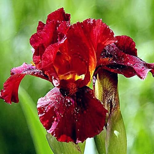Seltene Sorten Iris -Samen, auffällige geschnittene Blume -Iris -Samen, kalte dürrige Irissamen für Gartengartenpflanzung H 1000 Stück von SHINROAD