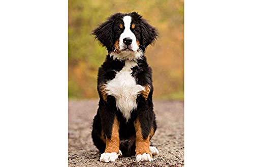 Kreuzstich Stickpackungen,Berner Sennenhund,11CT Kreuzstich Set Vorgedruckt,Stickbilder Vorgedruckt Kreuzstich für Wandkunst-Heimdekoration 40 × 50cm Kreuzstich Stickpackungen,Berner Sennenhund,11CT Kreuzstich Set Vorgedruckt,Stickbilder Vorgedruckt Kreuzstich für Wandkunst-Heimdekoration 40 × 50cm von SHYHXQH