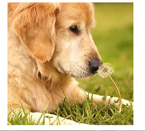 Kreuzstich Stickpackungen,Golden Retriever Löwenzahn,11CT Kreuzstich Set Vorgedruckt,Stickbilder Vorgedruckt Kreuzstich für Wandkunst-Heimdekoration 40 × 50cm Kreuzstich Stickpackungen,Golden Retriever Löwenzahn,11CT Kreuzstich Set Vorgedruckt,Stickbilder Vorgedruckt Kreuzstich für Wandkunst-Heimdekoration 40 × 50cm von SHYHXQH