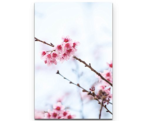 SIN-US 74 Himalaya Kirschblüten - Poster gerollt 90x60cm von SIN-US 74