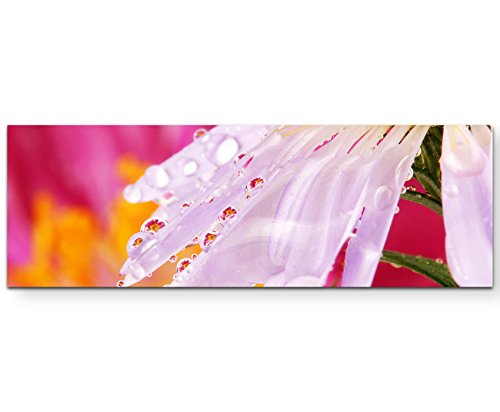 SIN-US 74 Weiße Blütenblätter mit Regentropfen + Pinker Hintergrund - Panoramabild auf Leinwand in 120x40cm SIN-US 74 Weiße Blütenblätter mit Regentropfen + Pinker Hintergrund - Panoramabild auf Leinwand in 120x40cm von SIN-US 74