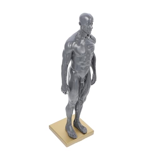 SKISUNO Anatomisches Modell des Männerkörpers 30cm Lernmodell Menschliche Muskulatur Kunstmodell für Detaillierte Muskelstruktur Lehrmittel Physiologie von SKISUNO