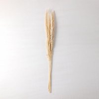 Sklum - 6er Pack dekorative getrocknete Zweige Megina Creme-Beige von SKLUM