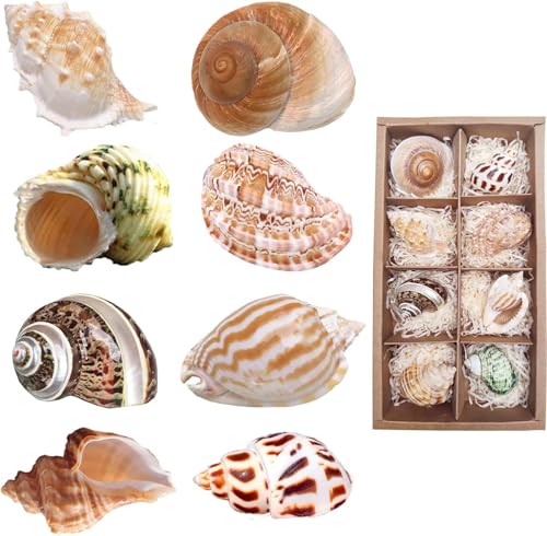 Einsiedlerkrebs Muscheln Groß 8 Stück Natürliche Muscheln für Fischernetz Deko Gemischte Muscheln Aquarium Turbo Muscheln für Strand Deko(5.8-9 cm) von SKOOLOVE