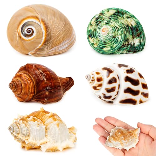 SKOOLOVE 5 PCS Einsiedlerkrebse Gehäuse, Natürliche Große Muscheln 5.3-7CM, Öffnungsgröße 2.2-3.8cm, Deko Muscheln Groß, Maritime Deko Muscheln, Meeresschale für die Dekoration von SKOOLOVE