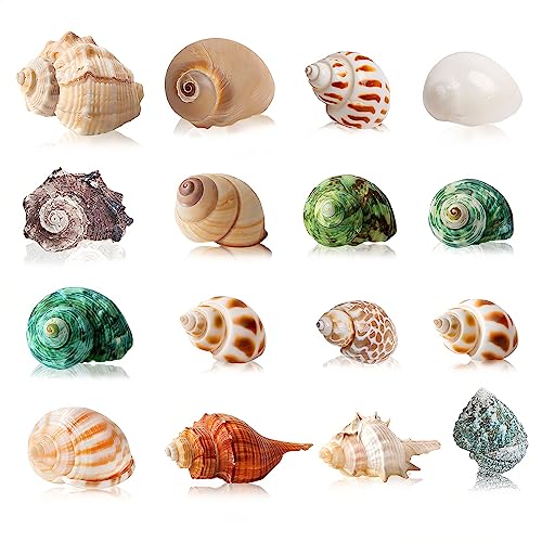 SKOOLOVE 16PCS Einsiedlerkrebse Gehäuse, Große Muscheln Deko Size 2.8-6cm, Muscheln Deko- Growth Turbo Meeresmuschel Aquarium Muscheln, Große Muscheln von SKOOLOVE