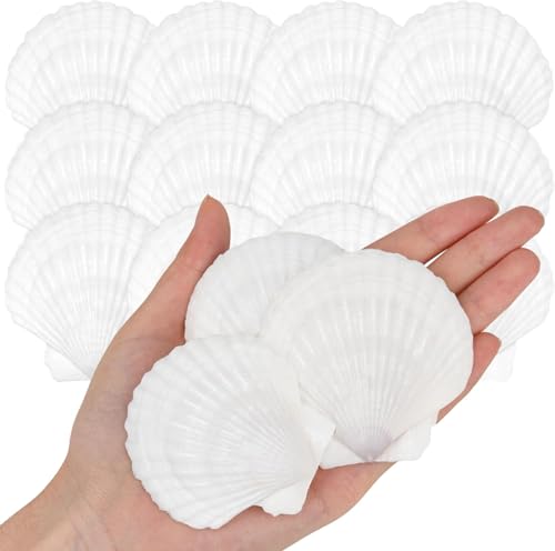 SKOOLOVE 25 Stück Weiße Jakobsmuscheln Natürliches Muscheln Deko Muschel Schale für Handwerk Hochzeit Dekoration Strand Theme Party, Fischtank,DIY(5-7cm) von SKOOLOVE